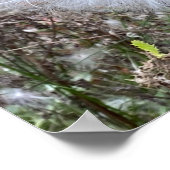 Zaad van Milroos en zijde Poster (Hoek)