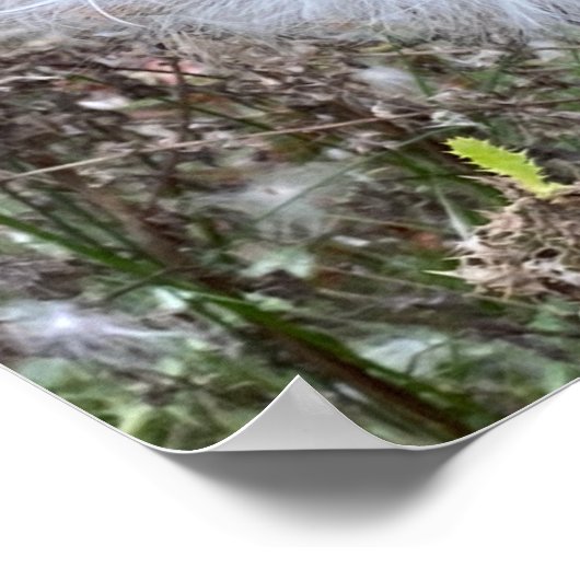 Zaad van Milroos en zijde Poster (Hoek)