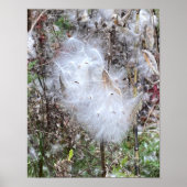 Zaad van Milroos en zijde Poster (Voorkant)