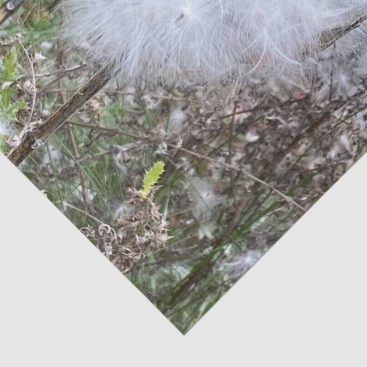 Zaad van Milroos en zijde Tissuepapier (Detail)