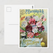  zaadadvertentie briefkaart (Voorkant / Achterkant)