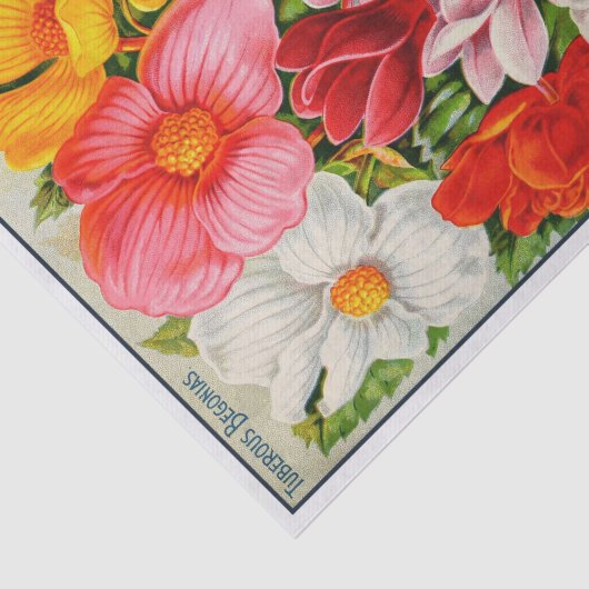 zaadcatalogus Begonias Tissuepapier (Detail)