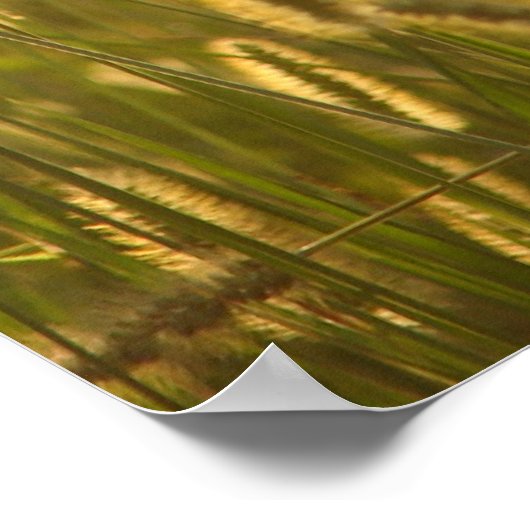 Zaadkorrels op zonsondergang poster (Hoek)