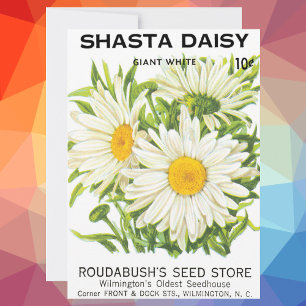  zaadpakketkunst, Shasta Daisy Flowers