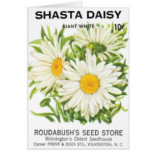 zaadpakketkunst, Shasta Daisy Flowers