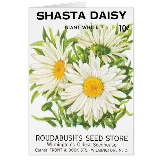  zaadpakketkunst, Shasta Daisy Flowers (Voorkant)