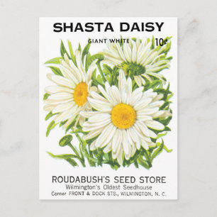  zaadpakketkunst, Shasta Daisy Flowers Briefkaart