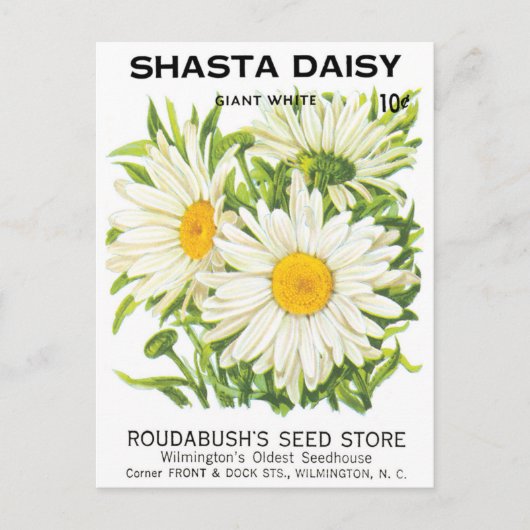 zaadpakketkunst, Shasta Daisy Flowers Briefkaart (Voorkant)