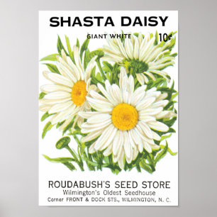  zaadpakketkunst, Shasta Daisy Flowers Poster