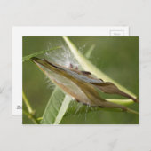 zaadpeul briefkaart (Voorkant / Achterkant)