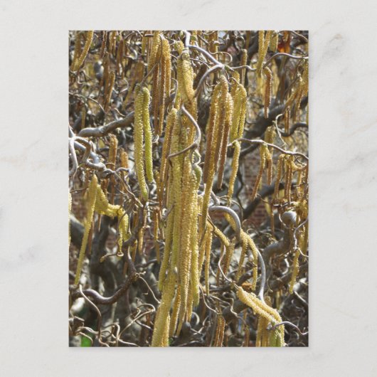 zaadpotigen briefkaart (Voorkant)