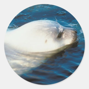 Zaadzwemmen Ronde Sticker