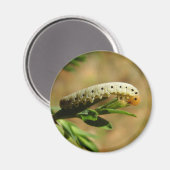 Zaagvlieg larven magneet (Voorkant / Achterkant)