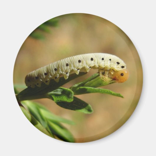 Zaagvlieg larven magneet (Voorkant)
