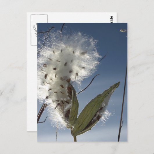 Zaaigoed en potigen briefkaart (Voorkant / Achterkant)