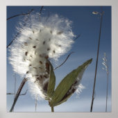 Zaaigoed en potigen van moskroos poster (Voorkant)