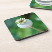 Zaaigoed met blaasbloem, Westerne cape Bier Onderzetter (Linkerzijde)