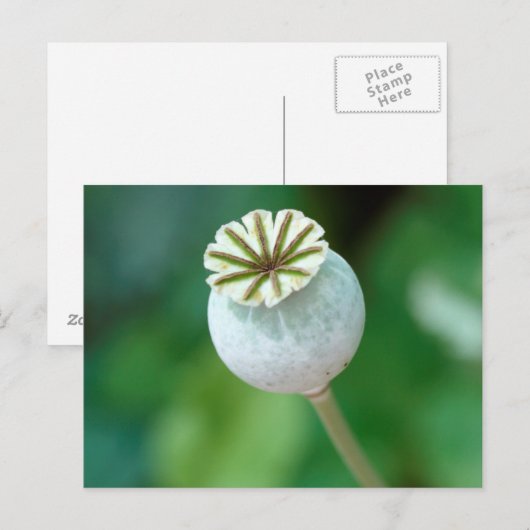 Zaaigoed met blaasbloem, Westerne cape Briefkaart (Voorkant / Achterkant)