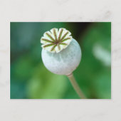 Zaaigoed met blaasbloem, Westerne cape Briefkaart (Voorkant)