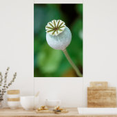 Zaaigoed met blaasbloem, Westerne cape Poster (Keuken)