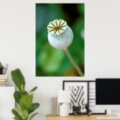 Zaaigoed met blaasbloem, Westerne cape Poster (Thuiskantoor)
