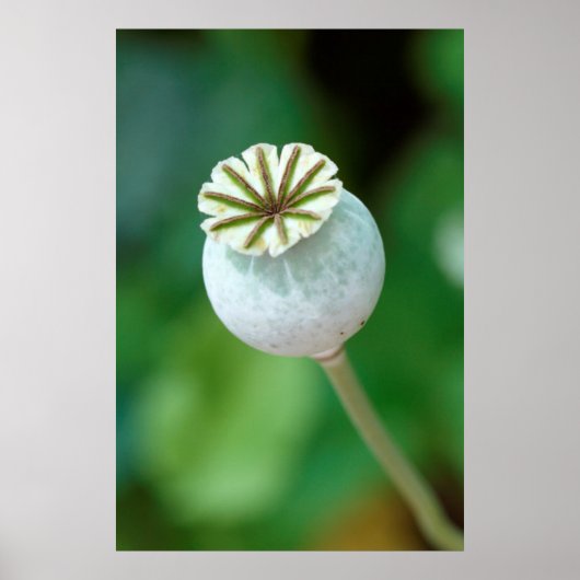 Zaaigoed met blaasbloem, Westerne cape Poster (Voorkant)