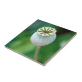 Zaaigoed met blaasbloem, Westerne cape Tegeltje (Zijkant)