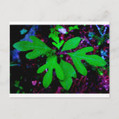 zaailing2 briefkaart (Voorkant)