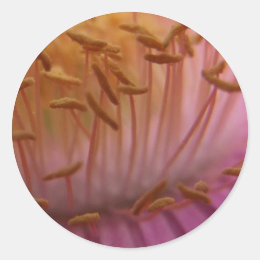 Zaaizaad Stickers (Voorkant)