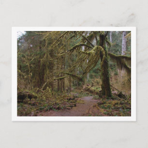 Zaal van Mosses in Hoh Rainforest Briefkaart