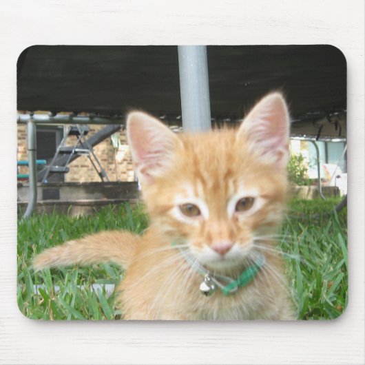 Zaccheus de Kitten Muismat (Voorkant)