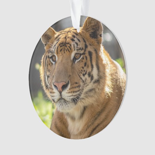 Zachariah - ornament (voorkant)