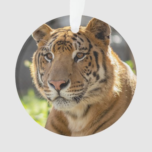 Zachariah - ornament (voorkant)