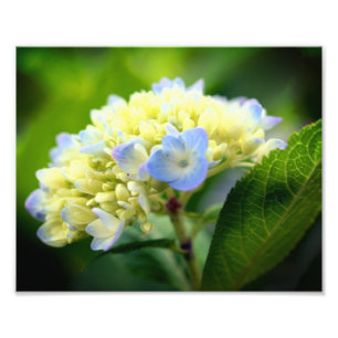 Zacht Blauw Hydrangea Bloembladeren 8x10 Foto Afdruk