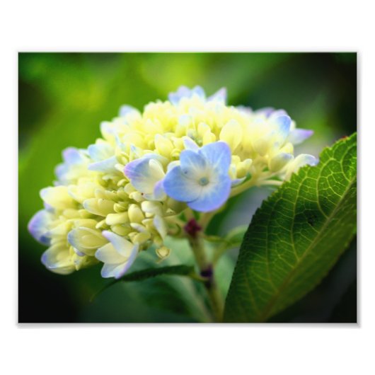 Zacht Blauw Hydrangea Bloembladeren 8x10 Foto Afdruk (Voorkant)