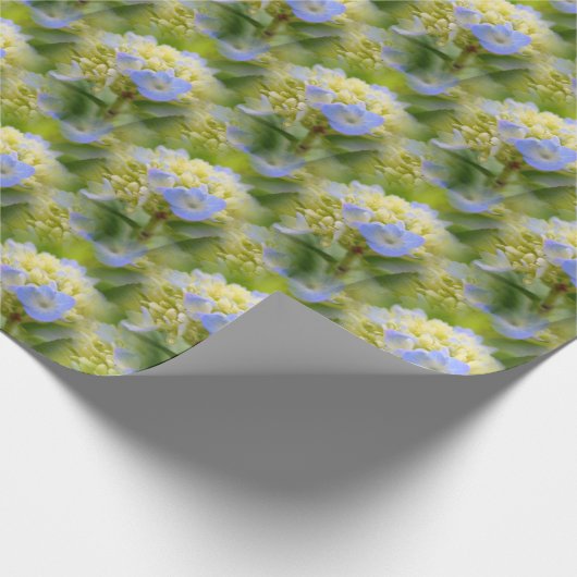 Zacht blauwe hydrangea ventilatorpatroon Natuur Cadeaupapier (Hoek)