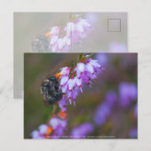 Zacht Briefkaart (Voorkant / Achterkant)