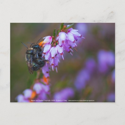 Zacht Briefkaart (Voorkant)