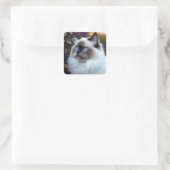 Zacht- en fluffy ragdoll-kat vierkante sticker (Tas)