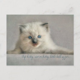 Zacht kat, ragdoll briefkaart