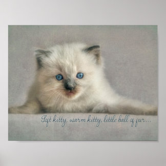 Zacht kat, Ragdoll kitten poster