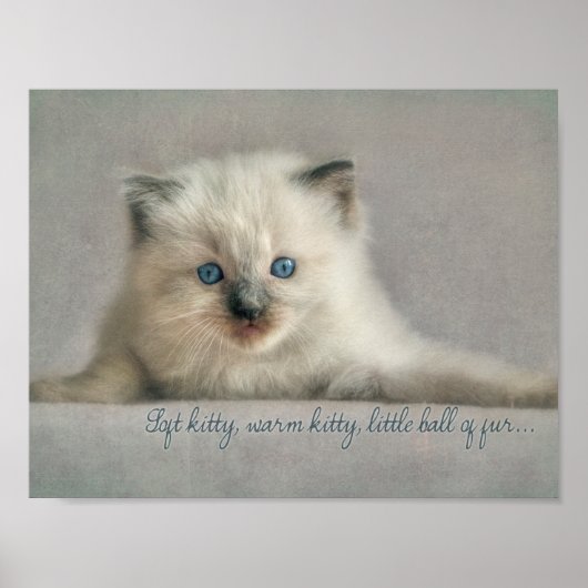 Zacht kat, Ragdoll kitten poster (Voorkant)