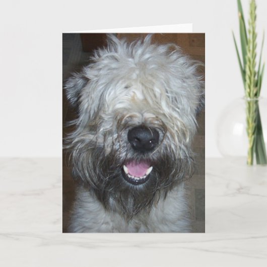 Zacht Met een laag bedekt Wheaten Terrier Kaart (Voorkant)