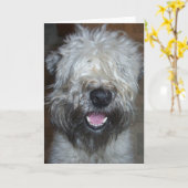 Zacht Met een laag bedekt Wheaten Terrier Kaart (Gele Bloem)