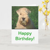 Zacht Met een laag bedekt Wheaten Terrier Kaart (Gele Bloem)