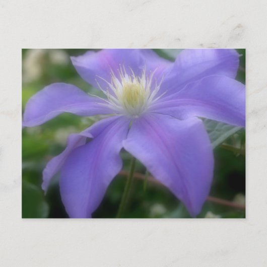 Zacht Paarse "Clematis Flower" Briefkaart (Voorkant)