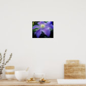 Zacht Paarse "Clematis Flower" Poster (Keuken)