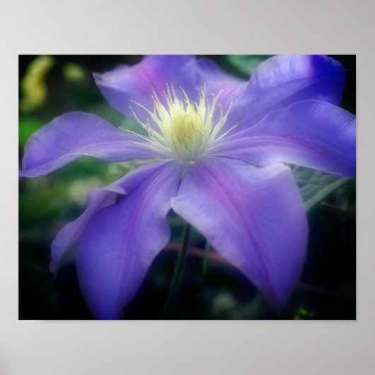 Zacht Paarse "Clematis Flower" Poster (Voorkant)