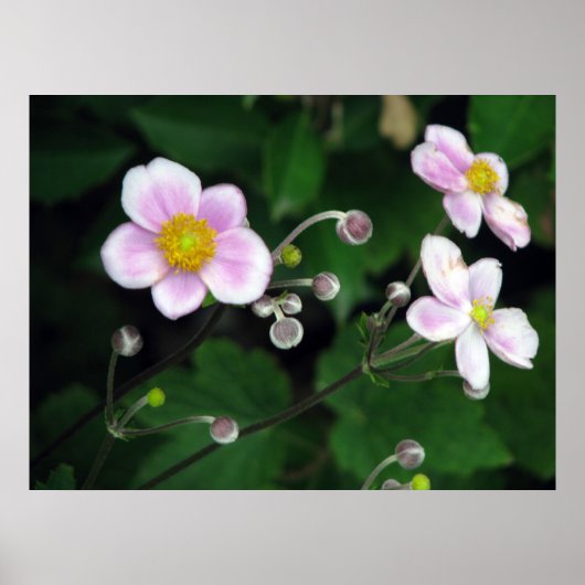 zacht poster (Voorkant)