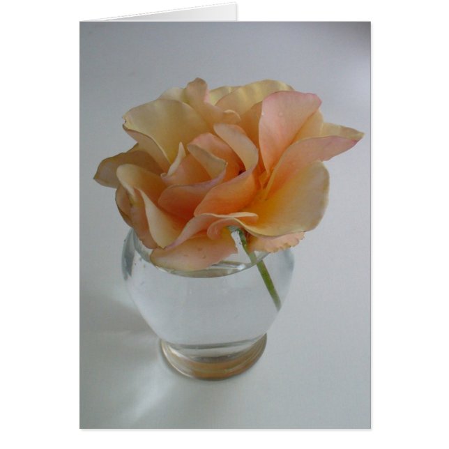 Zacht Roos (Voorkant)